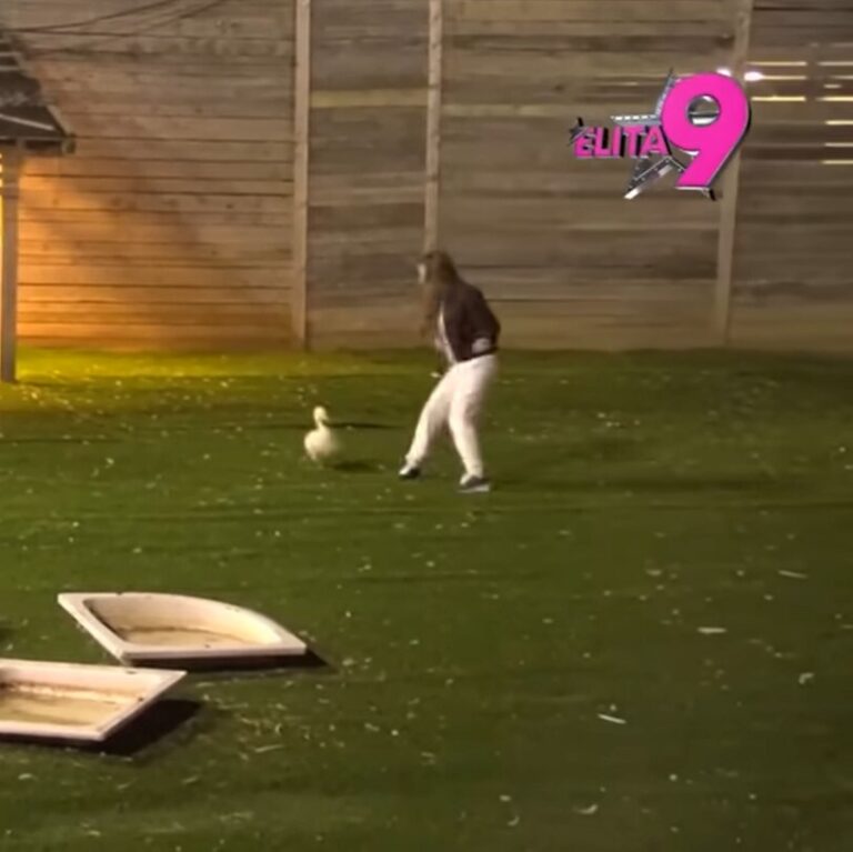 Urnebesno – Hit scena: Sara u očajničkoj borbi sa guskom – Nastali ozbiljni problemi (VIDEO) Sara Stojanović,
